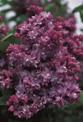 Syringa vulgaris ‘Paul Thirion’