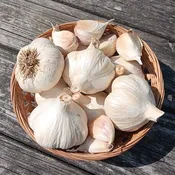 Organic Garlic Kit