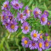 Aster New England Seeds (Aster novae-angliae)