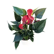 Anthurium 'Red'