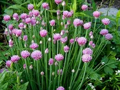 Allium schoenoprasum ‘Chives’