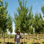 Acer Rubrum X ‘Sun Valley’