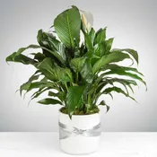 Spathiphyllum Plant by BloomNation™