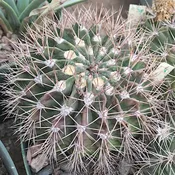 Acanthocalycium violaceum  (DJF367) #6.27