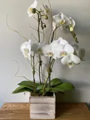 White Phalaenopsis Orchid