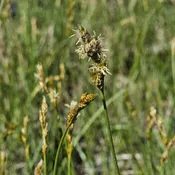 Bicknell's Sedge (Carex bicknellii) Six-pack