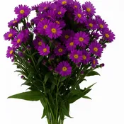 Aster Purple (Premium)