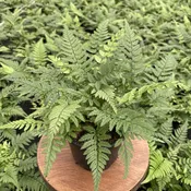 Korean Rock Fern (4" Pot) (Polystichum tsus-simense)