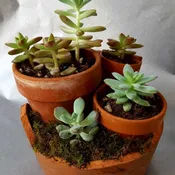 Crack Pot