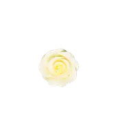 1-1/8" Rose w/ Calyx - Petite - Yellow