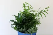 Classic Dish Garden by Studley’s
