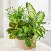 Balance and Harmony Dish Garden