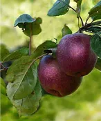 Apple tree (Arkansas Black)