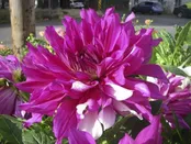 Purple Taiheijo