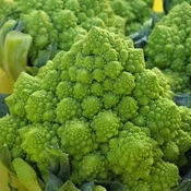 26-701 RZ F1 Untreated Cauliflower Seeds