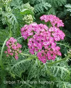 Achillea millefolium ‘New Vintage Violet’