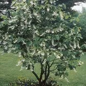 Aloysia Virgata