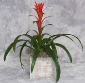 Bromeliad Planter