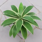 Agave ‘Ray of Light’ PP (Agave attenuata)