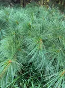 White Pine