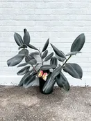 Ficus Elastica “Burgundy” 9” Pot — YELO APLE