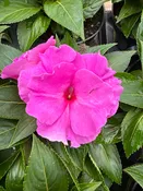 IMPATIENS NEW GUINEA ROLLER COASTER VALRAVN VIOLET - 4'' POT