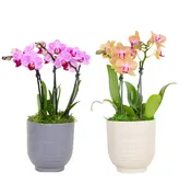 4in Espresso Orchid Garden in Ceramic, 12/pk