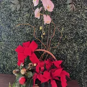 Happy Holiday Mixed Plant basket