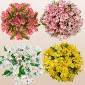 Alstroemeria Spring Mix