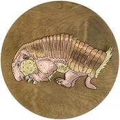 Armadillo 2 — Generation Art and Frame