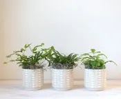 Fern Trio | Lush Indoor Fern Plants — Rouvalis Flowers & Gardens | Boston & Winchester Flower Delivery & Boutique