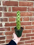 4" boobie cactus — the plant gays