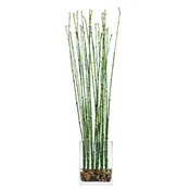 Bamboo FW