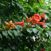 Trumpet Vine
