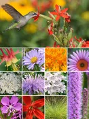 32 Plant Hummingbird Garden for Medium Soils