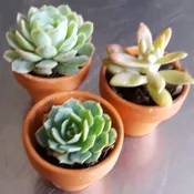 Teeny Tiny Succulent Pots