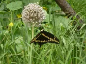 Allium ampeloprasum (Wild Leek  aka Garlic)