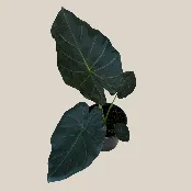 Alocasia Regal Shield (Alocasia Odora x Alocasia Reginula) – 6 Inch Indoor Houseplant