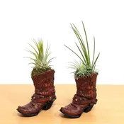 Cowboy Boot With Air Plant
