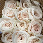 Beige Champagne Roses