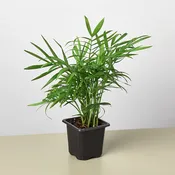 Parlor Palm (Chamaedorea elegans)