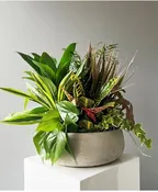 DESIGNER'S CHOICE DISH GARDEN