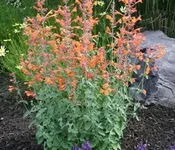 Agastache, Apricot Sprite
