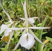 Bc. Karin Lomer 'Ed Mikulka' AM/AOS
