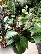Lipstick Plant 6" Hanging — Sunset Blvd Nursery