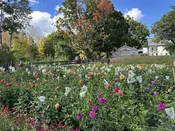 Pick Your Own Dahlias and Zinnias - Sunday, September 27 - 6:00 - 7:00 PM — Garden Gate at Haley Farm