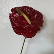 Brown/Chocolate Anthurium, large