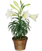 TRADITIONAL EASTER LILY