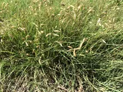 Buffalograss – Bouteloua dactyloides