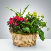 Small Mixed Plant Basket by BloomNation™